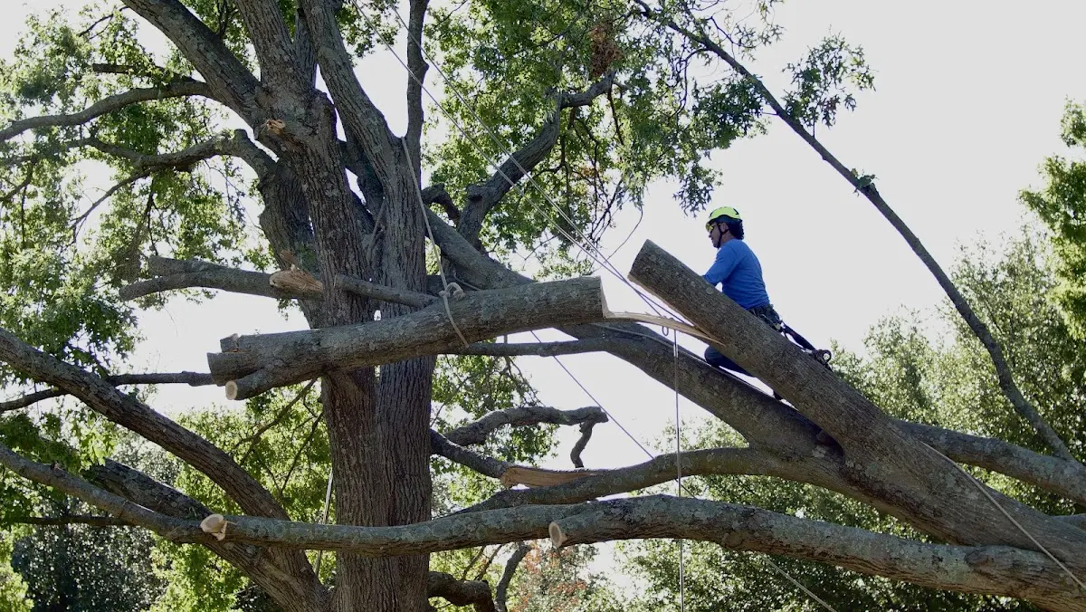 Professional Crown Thinning performed by certified arborists in Laurel Hill