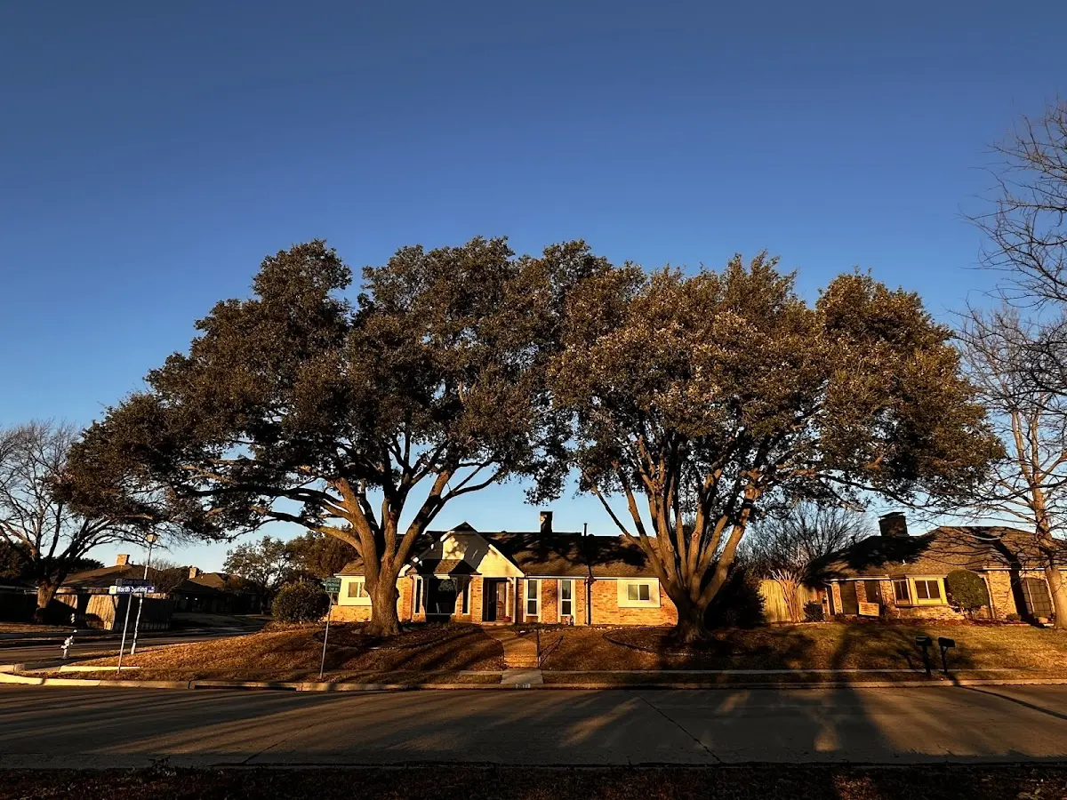 Established residential canopy tree shading a home in Laurel Hill
